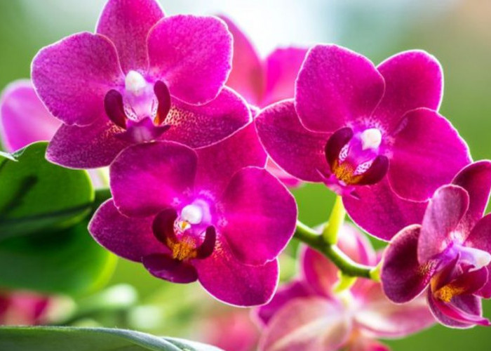 6 Tanaman Pembawa Rezeki Menurut Islam dengan Makna Spiritual, Manfaat dan Keberkahan Hidup