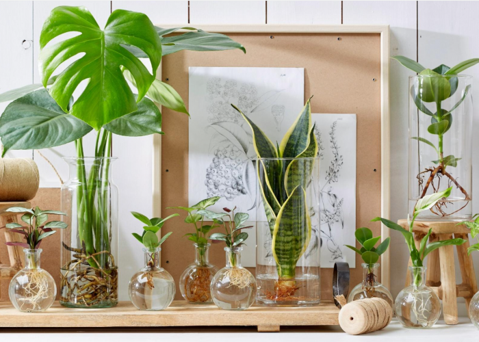 Tanaman Hias Tanpa Media Tanah? 5 Tanaman Hias Hidroponik Ini Bisa Tetap Hidup Cantik Loh 