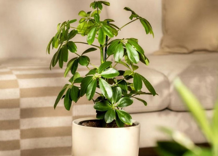 7 Macam Tanaman Indoor Pembawa Rezeki Dalam Kepercayaan Feng Shui, Nomor 7 Bisa Bikin Interior Makin Estetik