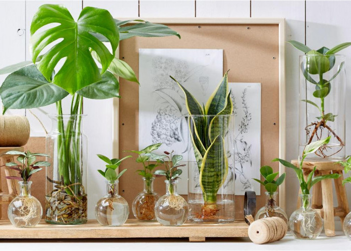 Tanaman Hias Hidroponik Paling Cocok Untuk Pemula! Tanpa Media Tanah dan Mudah Dirawat