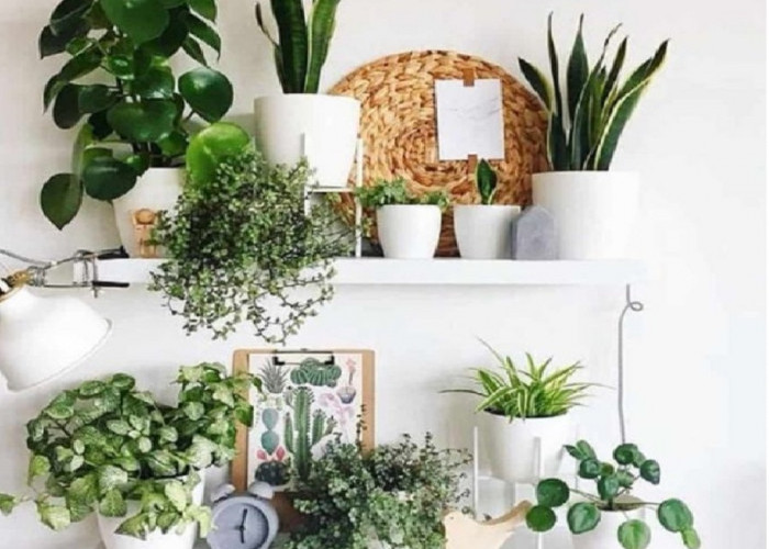 Bukan Sekadar Hiasan, Ini 7 Tanaman Hias dalam Rumah Pembawa Hoki Menurut Feng Shui
