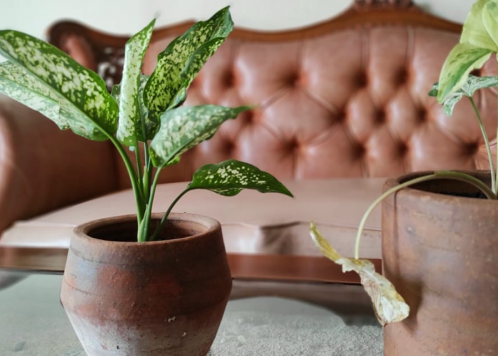 7 Tanaman Pembawa Rezeki Hoki di Tahun 2026 Menurut Feng Shui, Menarik Energi Positif serta Simbol Kehidupan