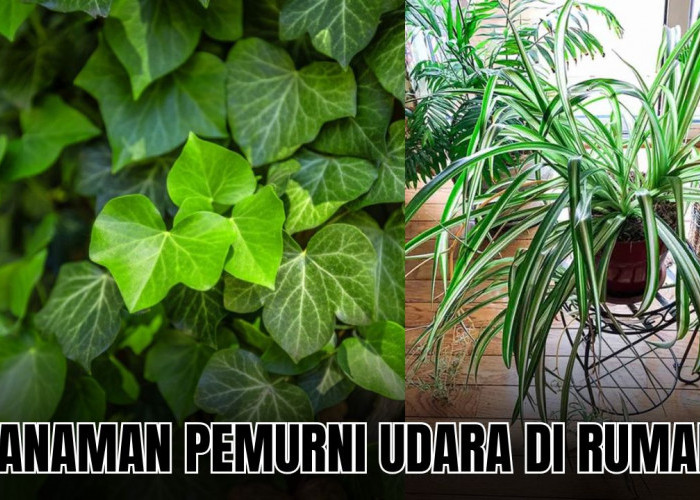 Murnikan Oksigen di Rumah dengan 4 Tanaman Pembersih Udara di Rumah Ini!
