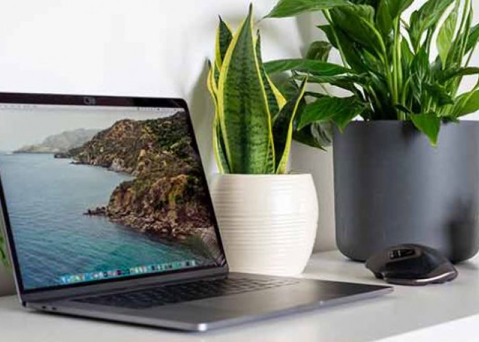 7 Rekomendasi Tanaman Hias Meja Kantor yang Bisa Tingkatkan Fokus, Bahkan Dipercaya Pembawa Keberuntungan