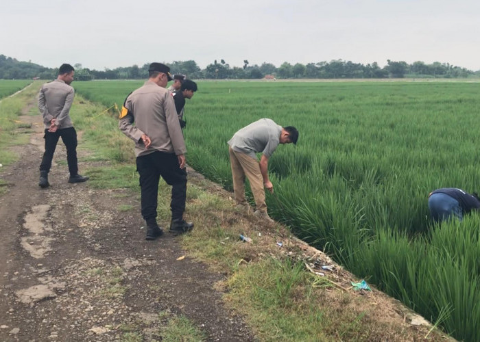 Mayat di Persawahan Pakubeureum Kertajati Diduga Orang Indramayu dan Korban Pembunuhan