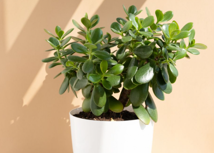 Ganti Suasana di Rumah Pakai 5 Rekomendasi Tanaman Pembawa Hoki di Tahun Baru 2026 Berikut, Letakkan di Sini!