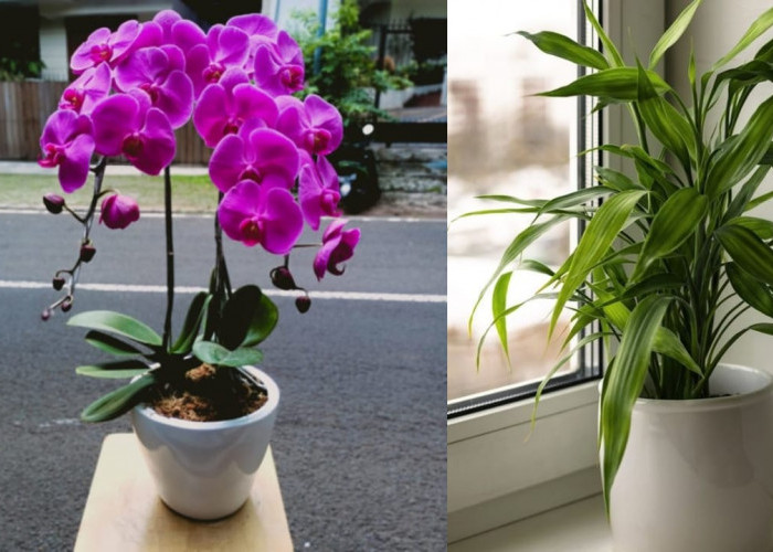 4 Tanaman Hias Pembawa Rezeki Untuk Hiasi Rumah di Awal Tahun 2026