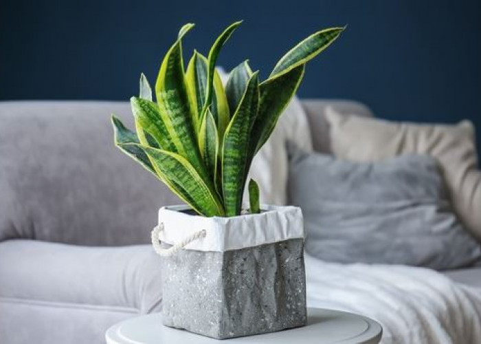 Bawa Energi Positif di Ruang Tamu, Ini 6 Tanaman Hias Pembawa Keberuntungan & Rezeki Untuk Ruangan Indoor