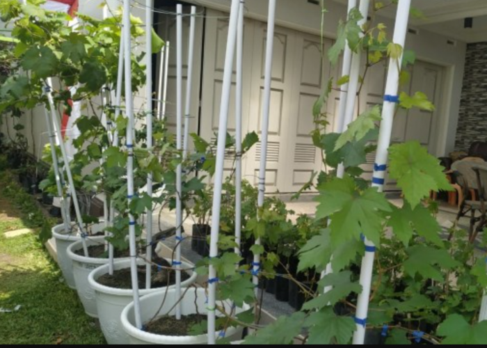 5 Jenis Dekorasi Tanaman Hias Depan Rumah Menurut Islam Bisa Datangkan Keberkahan dan Rezeki