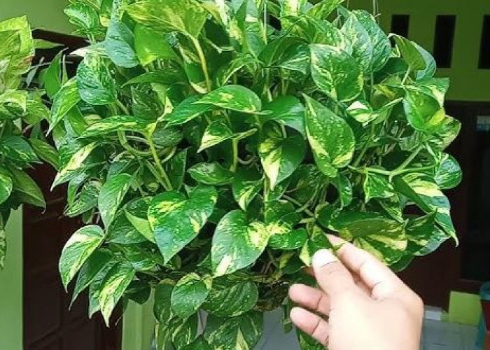 Estetik Banget! 6 Tanaman Hias Pembawa Hoki ini Bisa Menjadi Dekorasi Interior Pembawa Energi Positif