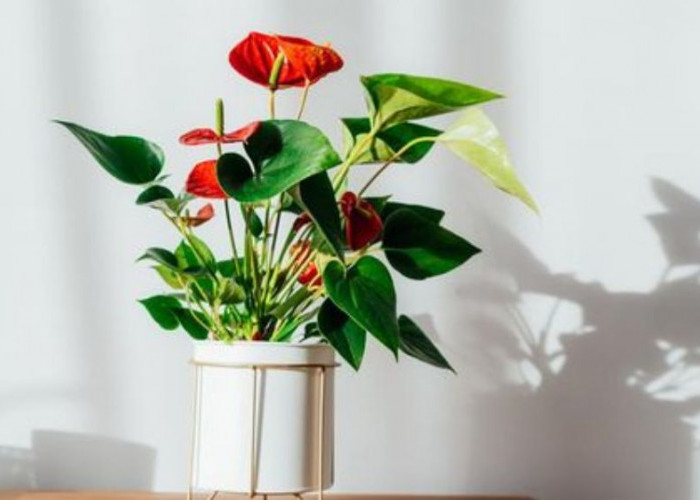 Pembawa Energi Positif dan Rezeki, 5 Tanaman Hias Bisa Menghilangkan Rasa Sumpek di Rumah Menurut Feng Shui