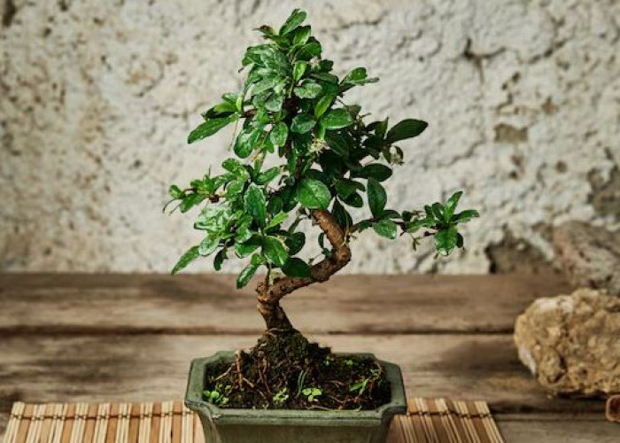 Pembawa Sial, 5 Tanaman Hias yang Kurang Cocok Diletakan di Dalam Ruang Tamu Rumah