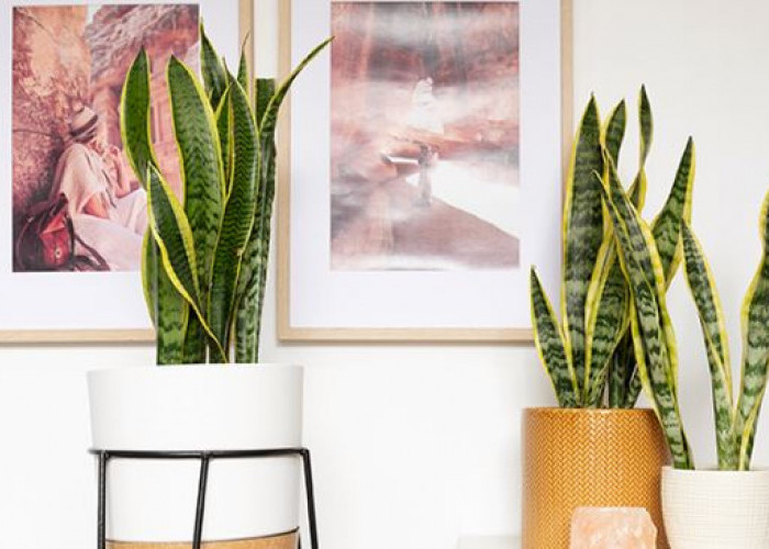 Bisa Bawa Malapetaka, Ini 5 Jenis Tanaman Hias Pembawa Sial Jika Diletakan di Ruang Tengah