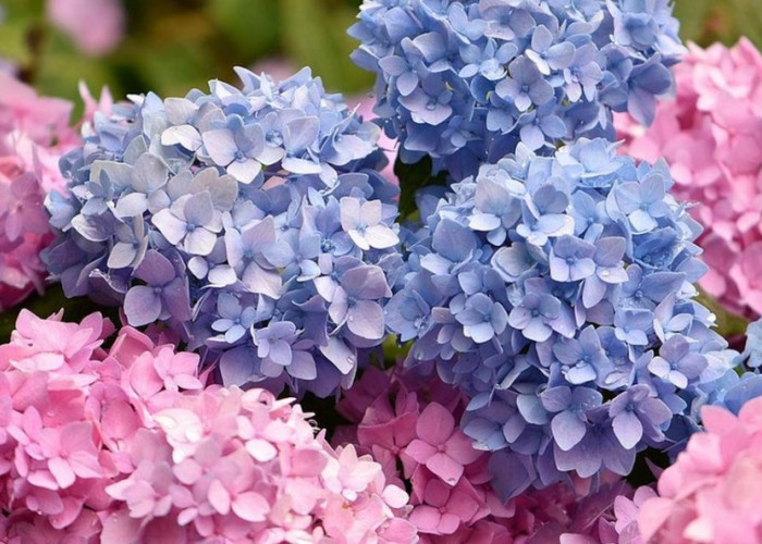 Mengandung Racun Berbahaya, Ini 3 Jenis Tanaman Hias Beracun yang Tidak Boleh di Tanam Di Dalam Rumah