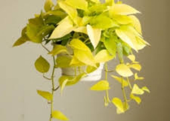 Tampak Elegan dan Estetik, Ini 5 Tanaman Hias Indoor Daun Kuning yang Cocok untuk Hunian Minimalis