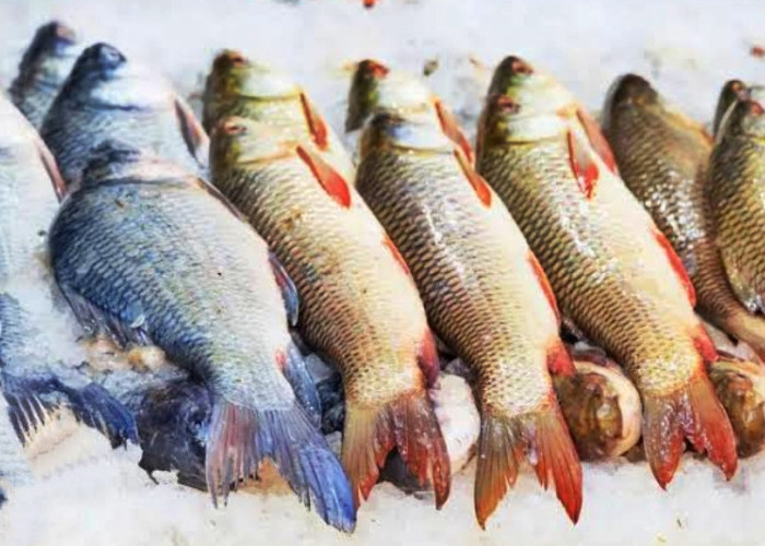 Ini Dia Deretan Manfaat Ikan Untuk Kesehatan Tubuh Yang Jarang Diketahui 