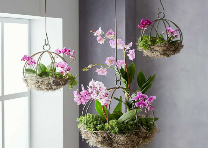 5 Tanaman Hias Gantung Indoor yang Memiliki Aroma Wangi Tahan Lama, Berikut Rekomendasinya 