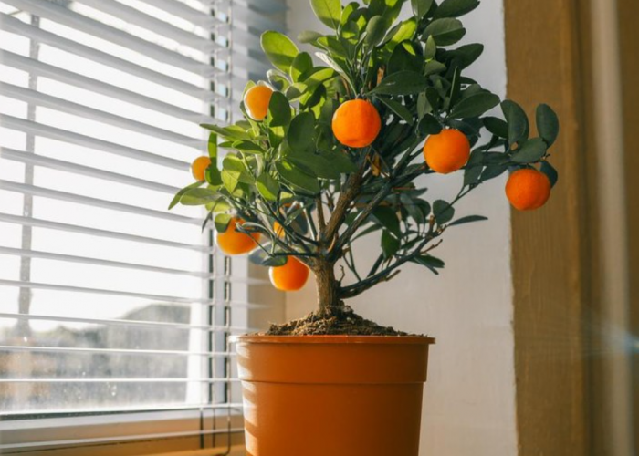 10 Jenis Tanaman Hias dari Pohon Buah yang Bisa Jadi Dekorasi di Dalam Rumah, Bentuk Minimalis untuk Interior