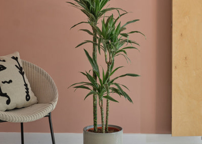 Rugi Kalau Gak Punya! 5 Tanaman Hias Penyerap Racun di Dalam Ruangan, Bikin Kualitas Udara Jadi Segar & Sehat