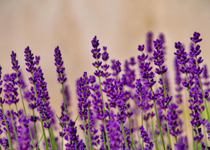 5 Tanaman Hias Penyerap Bau yang Ampuh Hilangkan Aroma Tak Sedap di Rumah