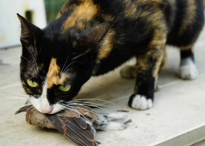 Bikin Terharu! 4 Alasan Kenapa Kucing Peliharaan Suka Membawa Bangkai ke Rumah Menurut Studi dan Penelitian