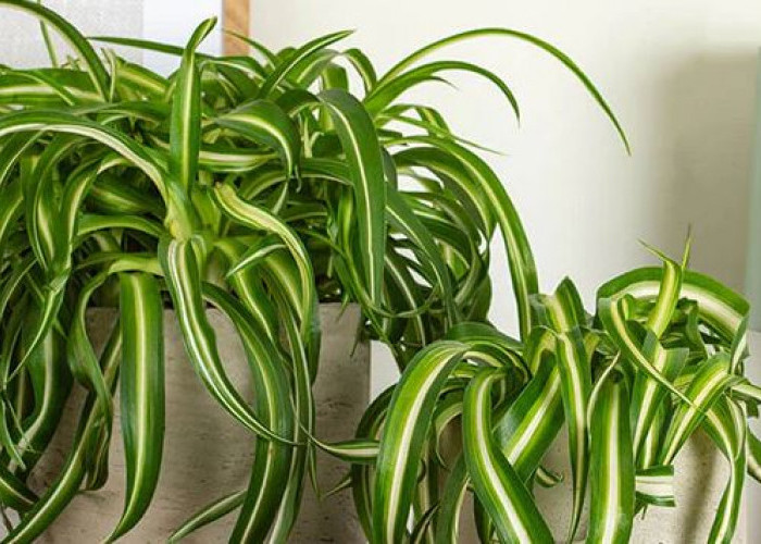 Bantu Tidur Lebih Nyenyak, Ini 5 Tanaman Hias Pembersih Udara yang Bisa Tingkatkan Kualitas Tidur