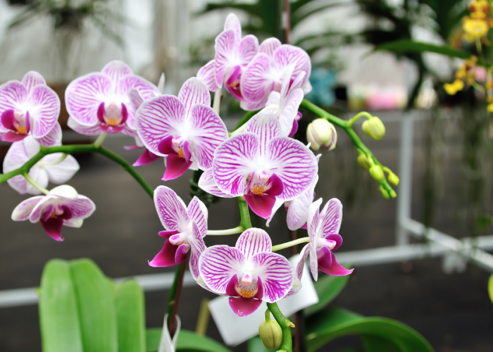 Bikin Rezeki Lancar, Ini 10 Daftar Tanaman Hias Pembawa Rezeki untuk Tempat Usaha!