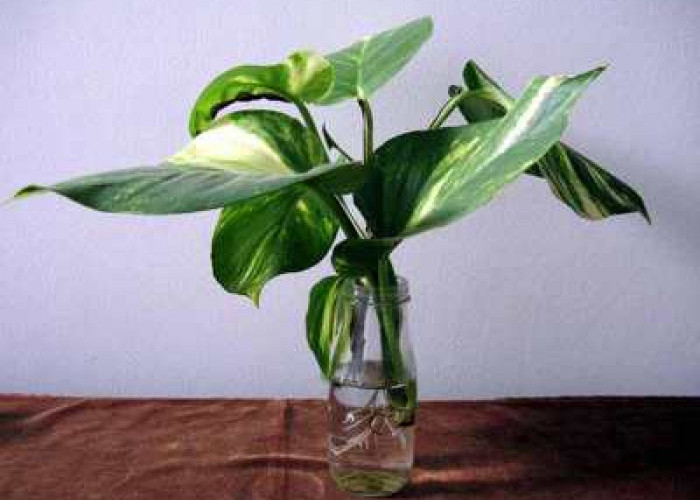 9 Tanaman Hias Hidroponik Minimalis untuk Percantik Ruangan yang Simpel, Estetik, dan Anti Monoton