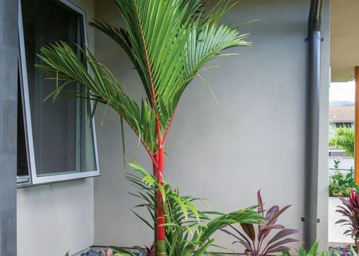 Mendatangkan Rezeki & Mengusir Energi Negatif, Berikut 7 Tanaman Hias Outdoor Pembawa Keberuntungan Termewah