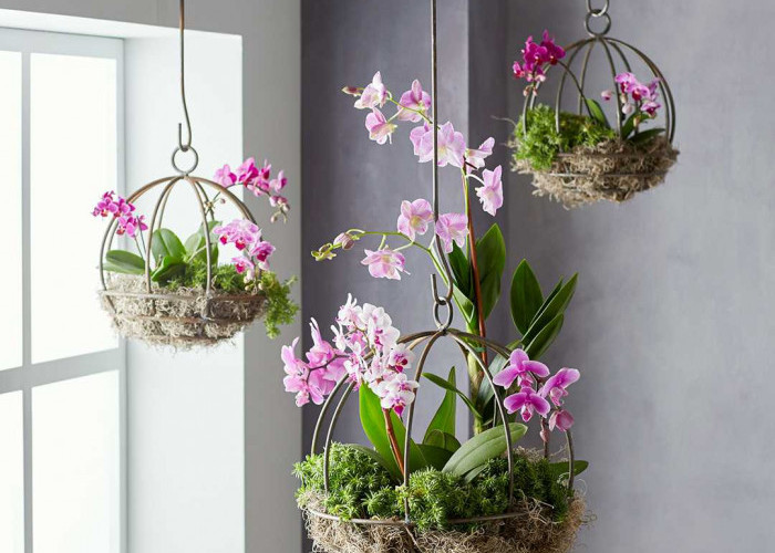 Tampak Elegan & Minimalis, Ini 5 Tanaman Hias Gantung yang Cocok untuk Dekorasi Indoor, Nggak Makan Tempat!