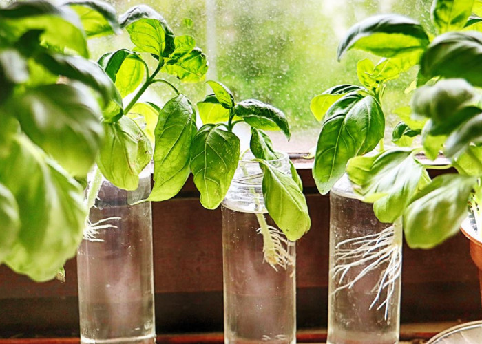 Dekorasi Indoor Pembersih Udara, Ini 6 Rekomendasi Tanaman Hidroponik Indoor yang Mudah Dirawat