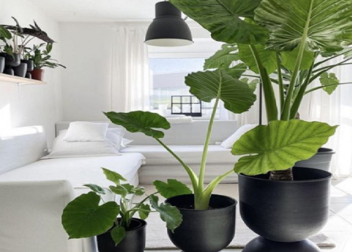 Jangan Sampai Salah! Ini Cara Meletakkan Tanaman Hias di Rumah Menurut Feng Shui untuk Menyerap Energi Negatif