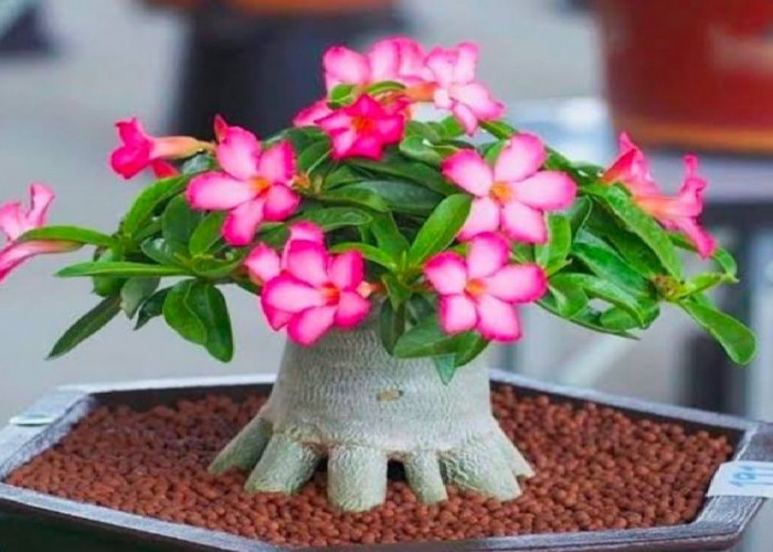 Wajib Punya! Tanaman Hias Pembawa Berkah yang Dipercaya Datangkan Keberuntungan