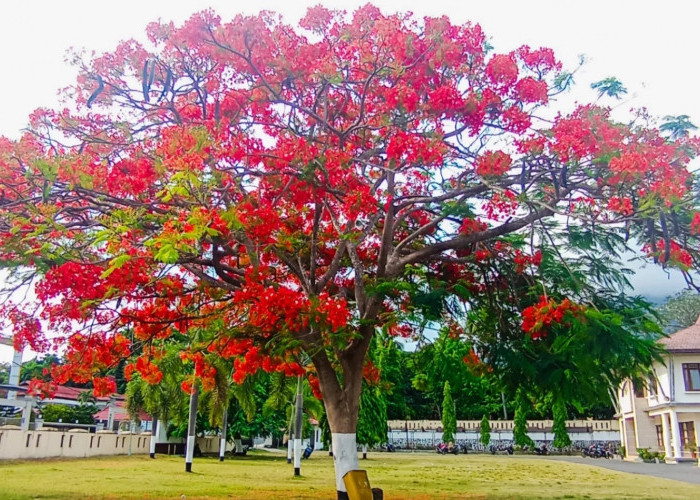 Jangan Salah Pilih! Ini 7 Pohon Peneduh yang Bikin Halaman Rumah Lebih Adem dan Indah