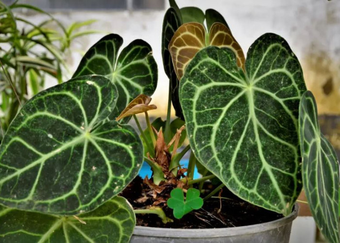 Bukan Cuma Dekorasi Estetik, Ini 5 Tanaman Hias Depan Rumah Pembawa Keberuntungan Serta Cara Perawatannya