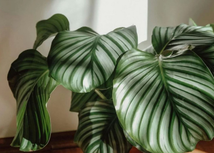 Usir Polusi di Dalam Rumah, 6 Tanaman Hias Perawatan Minimalis Ini Cocok Untuk Ruangan Indoor Rumah