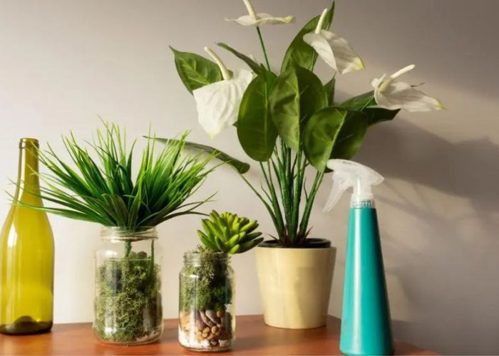 Sebagai Dekorasi yang Bikin Rumah Lebih Adem, 5 Tanaman Hias Penangkal Energi Negatif dan Penjernih Udara