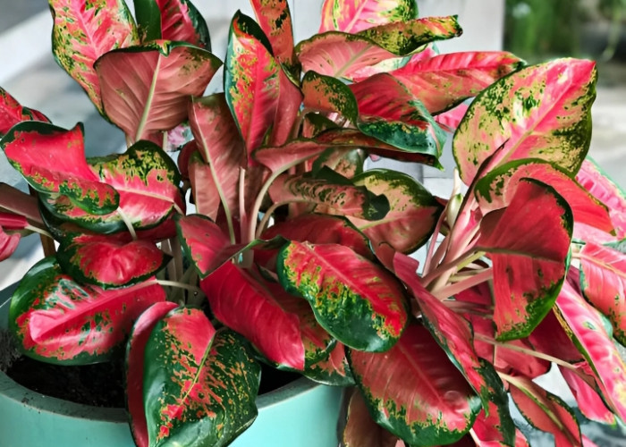 Bawa Hoki & Energi Positif, Ini 5 Tanaman Hias Depan Rumah Pembawa Keberuntungan yang Estetik untuk Dekorasi