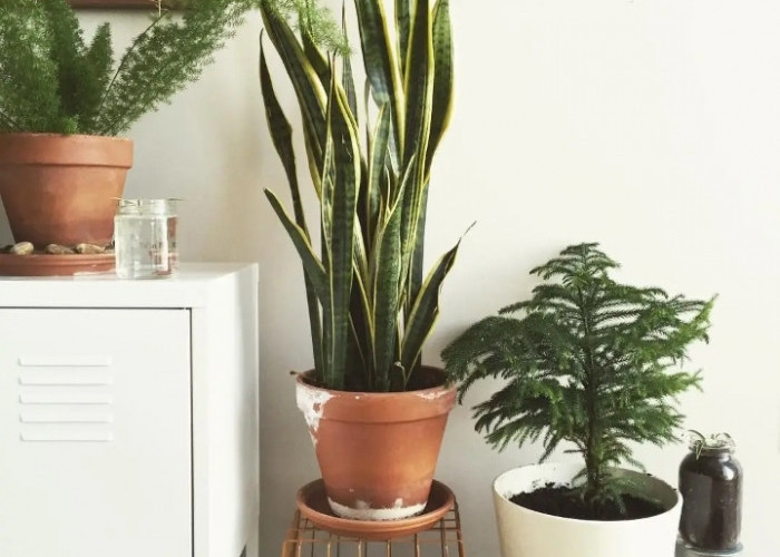 Wajib Punya di Kamar Tidur! Ini 5 Tanaman Hias yang Bikin Udara Tetap Segar di Malam Hari