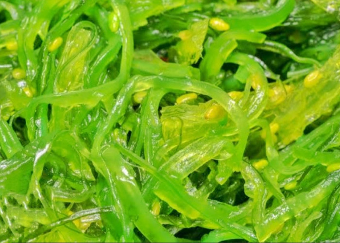 Ternyata Rumput Laut Memiliki Manfaat Yang Bagus Untuk Tubuh Loh! Berikut Beberapa Manfaatnya