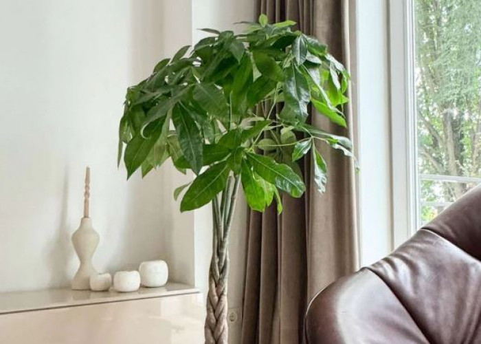 Datangkan Rezeki & Kekayaan Jika Penempatannya Tepat, Ini 7 Tanaman Hias Pembawa Keberuntungan Untuk Dekorasi