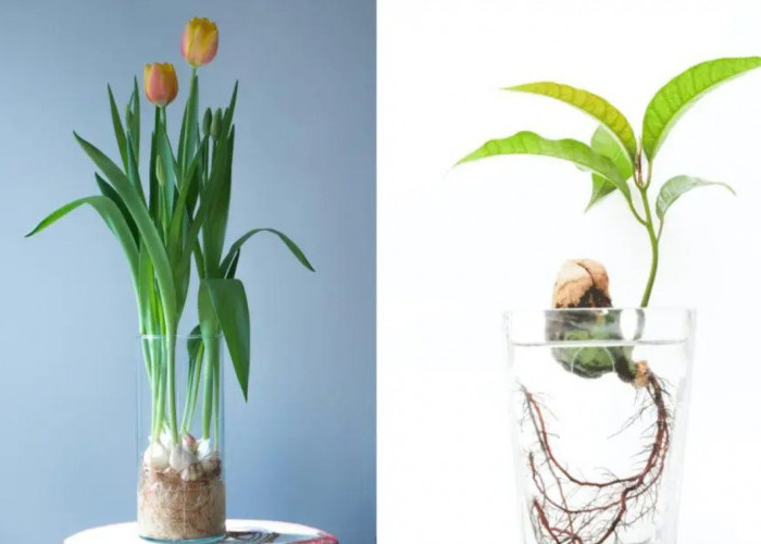 Bikin Kaya dan Rumah Makin Harmonis! Ini Dia 6 Tanaman Hias Pembawa Kekayaan yang Dipercaya Bawa Hoki