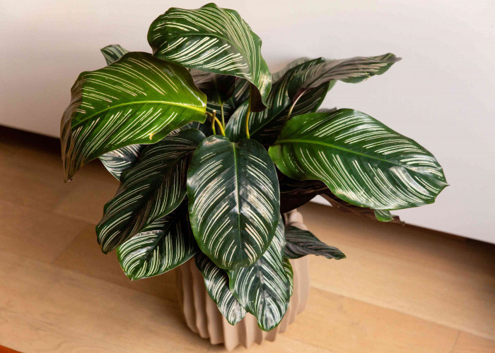 Mudah Dirawat, Ini 8 Tanaman Hias yang Cocok untuk Rumah Minimalis Agar Tampilan Cantik, Estetik & Modern