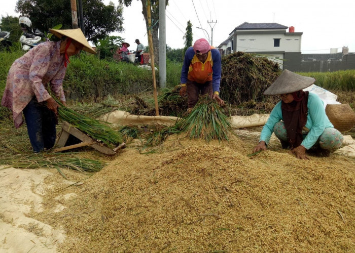 PANEN, Harga Gabah Langsung Turun, Harga Beras Premium Jadi Segini