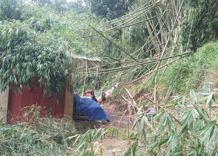 WARGA MAJALENGKA Harus Waspada, Puncak Musim Hujan Bakal Rawan Pohon Tumbang