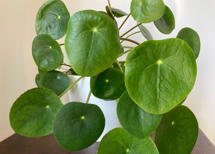 Menarik Rezeki & Kekayaan, Ini 5 Tanaman Hias Pembawa Keberuntungan di Rumah, Serta Cara Penempatan yang Tepat