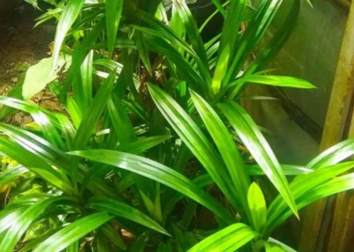 Usir Aura & Energi Negatif dari Rumah, Berikut 8 Tanaman Hias Penjaga Rumah yang Wajib Punya 1 di Rumah