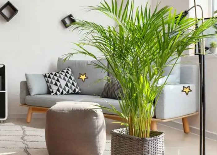 Cuma Disiram Doang, Ini 7 Rekomendasi Tanaman Hias Pembawa Rezeki yang Gampang Dirawat Oleh Pemula