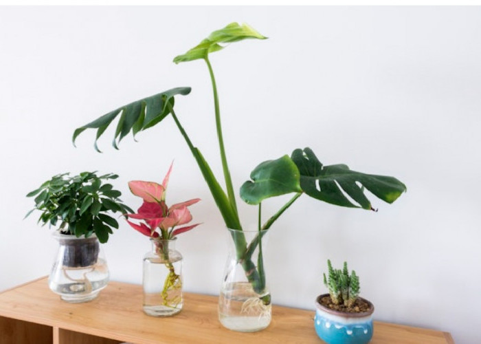 Malas Ribet? Ini 5 Pilihan Tanaman Hias Perawatan Minimalis Ini Tetap Bikin Rumah Estetik dan Segar