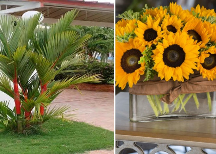 3 Tanaman Hias Pembawa Keberuntungan 2026 yang Cocok untuk Halaman Depan Rumah, Tanam Sekarang!